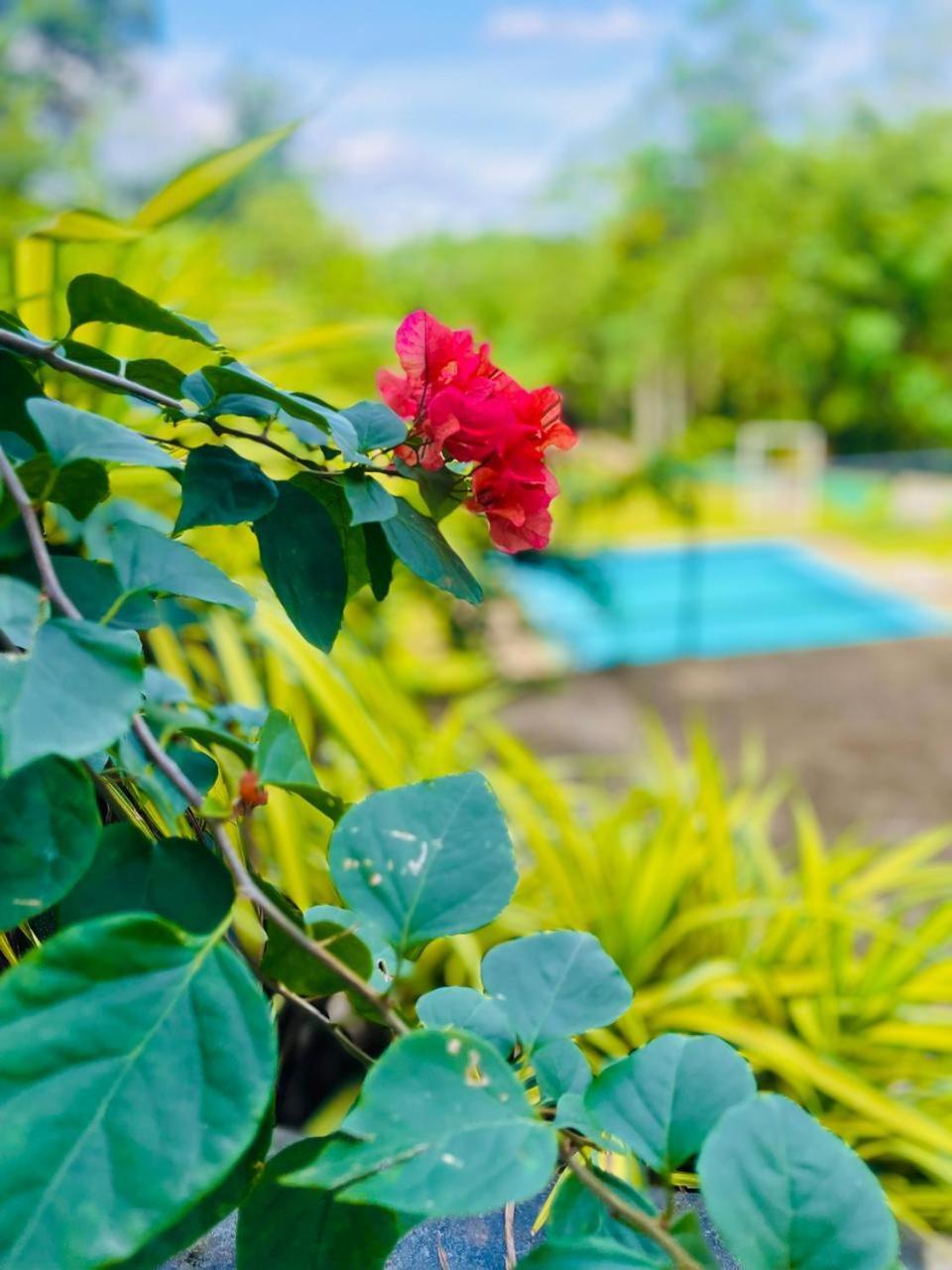 Hanthana Sk Paradise Gampola Dış mekan fotoğraf